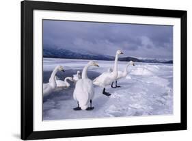 Whooper Swans on Frozen Lake-DLILLC-Framed Photographic Print