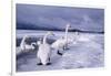 Whooper Swans on Frozen Lake-DLILLC-Framed Photographic Print