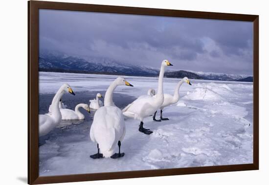 Whooper Swans on Frozen Lake-DLILLC-Framed Photographic Print