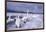 Whooper Swans on Frozen Lake-DLILLC-Framed Photographic Print