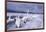 Whooper Swans on Frozen Lake-DLILLC-Framed Photographic Print