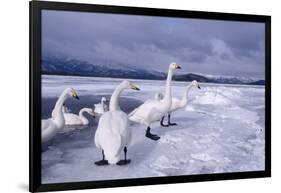 Whooper Swans on Frozen Lake-DLILLC-Framed Photographic Print