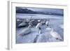 Whooper Swans on Frozen Lake-DLILLC-Framed Photographic Print