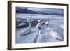 Whooper Swans on Frozen Lake-DLILLC-Framed Photographic Print