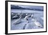 Whooper Swans on Frozen Lake-DLILLC-Framed Photographic Print