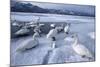 Whooper Swans on Frozen Lake-DLILLC-Mounted Photographic Print