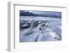 Whooper Swans on Frozen Lake-DLILLC-Framed Photographic Print