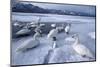 Whooper Swans on Frozen Lake-DLILLC-Mounted Photographic Print