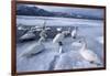 Whooper Swans on Frozen Lake-DLILLC-Framed Photographic Print