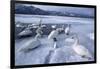 Whooper Swans on Frozen Lake-DLILLC-Framed Photographic Print