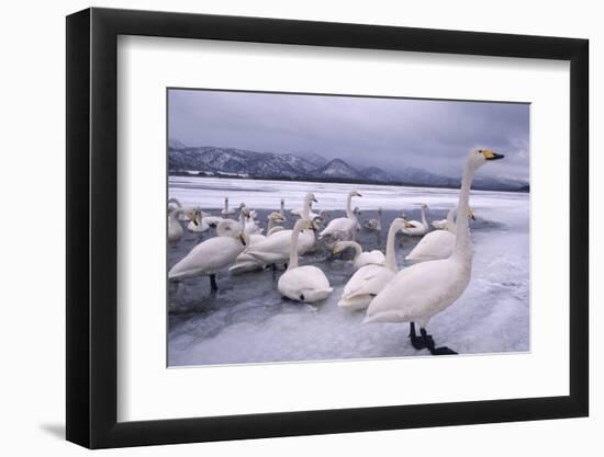 Whooper Swans on Frozen Lake-DLILLC-Framed Photographic Print