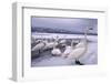 Whooper Swans on Frozen Lake-DLILLC-Framed Photographic Print