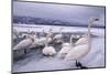 Whooper Swans on Frozen Lake-DLILLC-Mounted Photographic Print