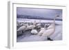 Whooper Swans on Frozen Lake-DLILLC-Framed Photographic Print