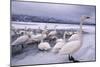 Whooper Swans on Frozen Lake-DLILLC-Mounted Photographic Print