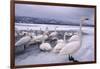 Whooper Swans on Frozen Lake-DLILLC-Framed Photographic Print