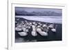 Whooper Swans on Frozen Lake-DLILLC-Framed Photographic Print