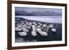 Whooper Swans on Frozen Lake-DLILLC-Framed Photographic Print