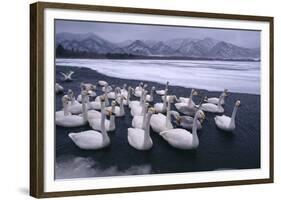 Whooper Swans on Frozen Lake-DLILLC-Framed Photographic Print