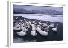 Whooper Swans on Frozen Lake-DLILLC-Framed Photographic Print