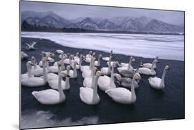 Whooper Swans on Frozen Lake-DLILLC-Mounted Photographic Print