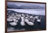 Whooper Swans on Frozen Lake-DLILLC-Framed Photographic Print