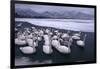 Whooper Swans on Frozen Lake-DLILLC-Framed Photographic Print