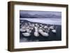 Whooper Swans on Frozen Lake-DLILLC-Framed Photographic Print