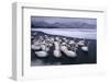 Whooper Swans on Frozen Lake-DLILLC-Framed Photographic Print