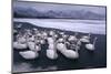 Whooper Swans on Frozen Lake-DLILLC-Mounted Photographic Print