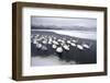 Whooper Swans on Frozen Lake-DLILLC-Framed Photographic Print