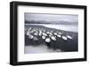 Whooper Swans on Frozen Lake-DLILLC-Framed Photographic Print