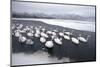 Whooper Swans on Frozen Lake-DLILLC-Mounted Photographic Print