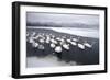 Whooper Swans on Frozen Lake-DLILLC-Framed Photographic Print