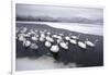 Whooper Swans on Frozen Lake-DLILLC-Framed Photographic Print