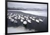 Whooper Swans on Frozen Lake-DLILLC-Framed Photographic Print