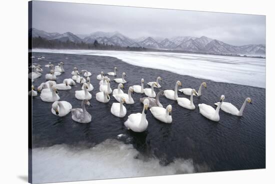 Whooper Swans on Frozen Lake-DLILLC-Stretched Canvas