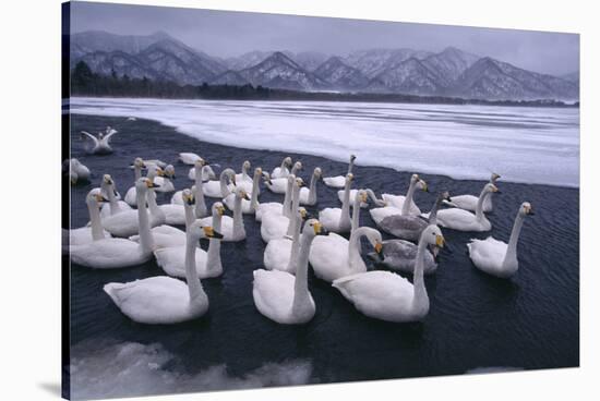 Whooper Swans on Frozen Lake-DLILLC-Stretched Canvas