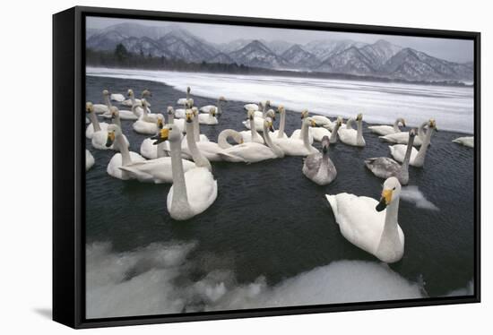 Whooper Swans on Icy Lake-DLILLC-Framed Stretched Canvas