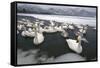 Whooper Swans on Icy Lake-DLILLC-Framed Stretched Canvas