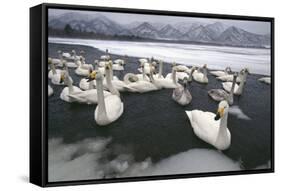 Whooper Swans on Icy Lake-DLILLC-Framed Stretched Canvas