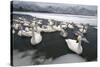 Whooper Swans on Icy Lake-DLILLC-Stretched Canvas