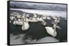 Whooper Swans on Icy Lake-DLILLC-Framed Stretched Canvas