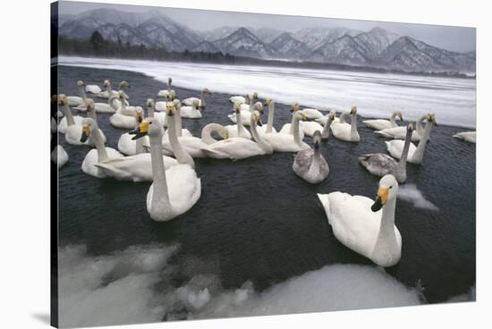 Whooper Swans on Icy Lake-DLILLC-Stretched Canvas