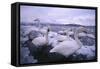 Whooper Swans on Icy Lake-DLILLC-Framed Stretched Canvas