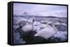 Whooper Swans on Icy Lake-DLILLC-Framed Stretched Canvas