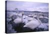 Whooper Swans on Icy Lake-DLILLC-Stretched Canvas