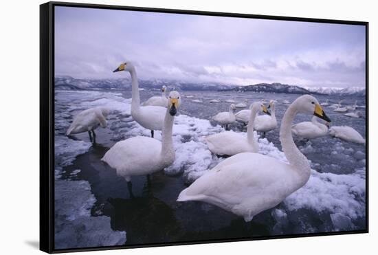Whooper Swans on Icy Lake-DLILLC-Framed Stretched Canvas