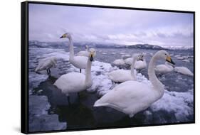 Whooper Swans on Icy Lake-DLILLC-Framed Stretched Canvas