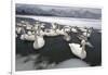 Whooper Swans on Icy Lake-DLILLC-Framed Photographic Print